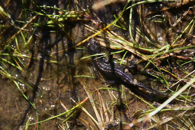 tritone alpino - Ichthyosaura alpestris alpestris